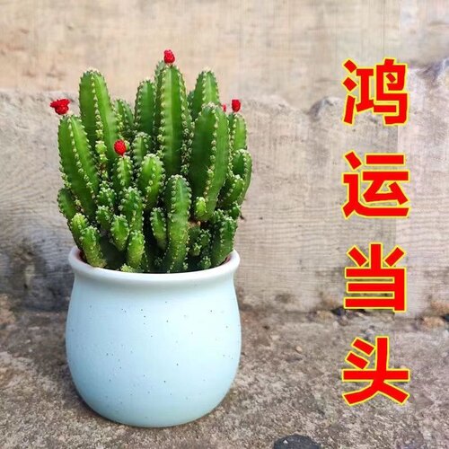 万重山招财山多肉植物仙人掌吸财树客厅绿植花卉室内办公室桌面 - 图0