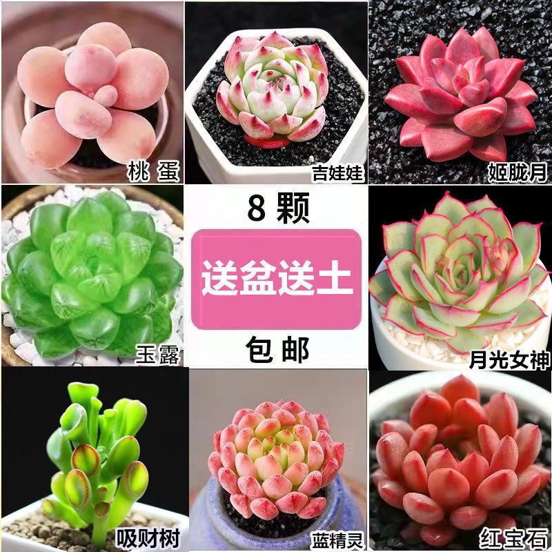 多肉植物组合盆栽绿植花卉办公室阳台新款盆景,淘宝优惠券,粉丝福利购,淘宝优惠卷