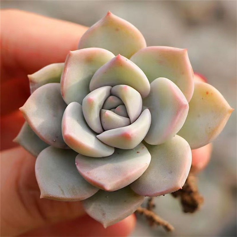 白牡丹家庭室内客厅专用耐寒耐热diy高档直发白多肉白玫瑰老桩,淘宝优惠券,粉丝福利购,淘宝优惠卷