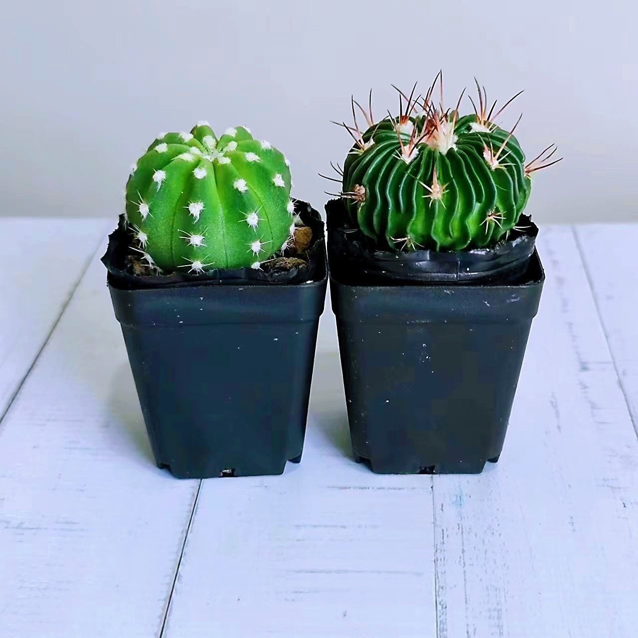 仙人球组合盆栽红太阳西瓜球多棱玉室内新手好养易活,淘宝优惠券,粉丝福利购,淘宝优惠卷