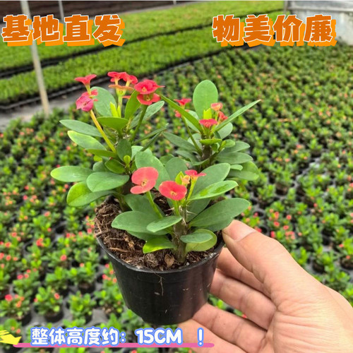 海棠虎刺梅室内办公室阳台开花绿植好养铁海棠刺梅 - 图3