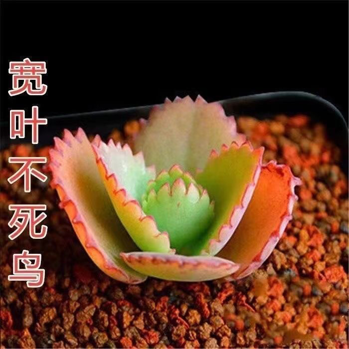 蕾丝公主阔叶不死鸟多肉植物养不死肉肉盆栽花卉落地生根老桩,淘宝优惠券,粉丝福利购,淘宝优惠卷