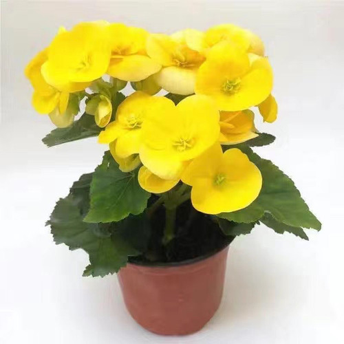 丽格海棠盆栽带花苞开花好养活重瓣玫瑰海棠室内阳台 - 图0