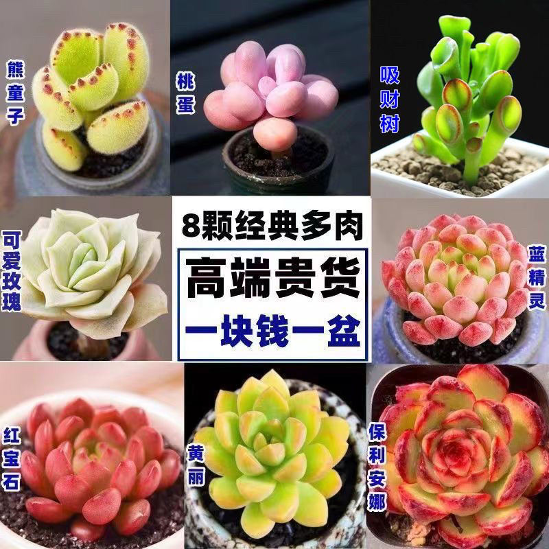 多肉植物组合盆栽绿植花卉办公室阳台新款盆景,淘宝优惠券,粉丝福利购,淘宝优惠卷