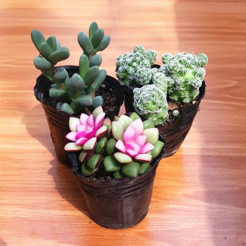 仙人球多肉植物批发万重山花卉绿植阳台室内好养盆栽,淘宝优惠券,粉丝福利购,淘宝优惠卷