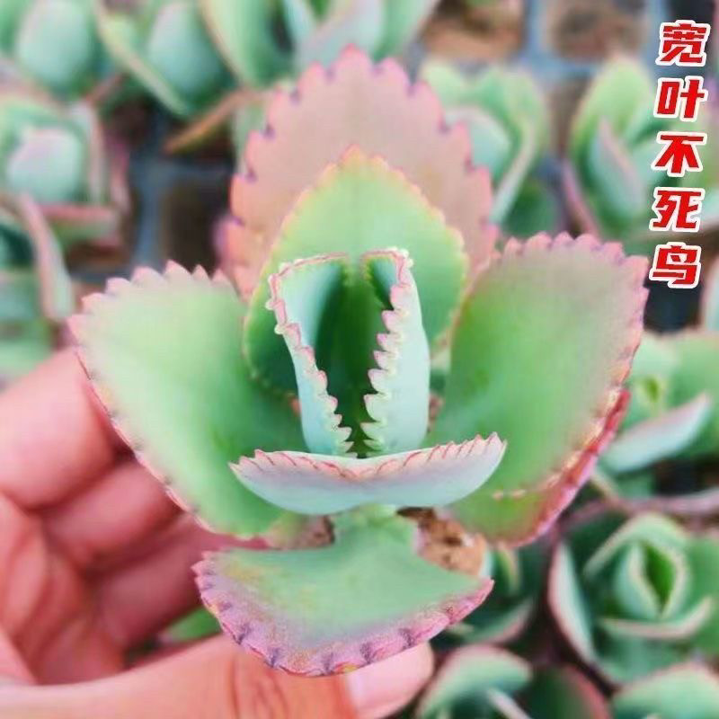 蕾丝公主阔叶不死鸟多肉植物养不死肉肉盆栽花卉落地生根老桩,淘宝优惠券,粉丝福利购,淘宝优惠卷