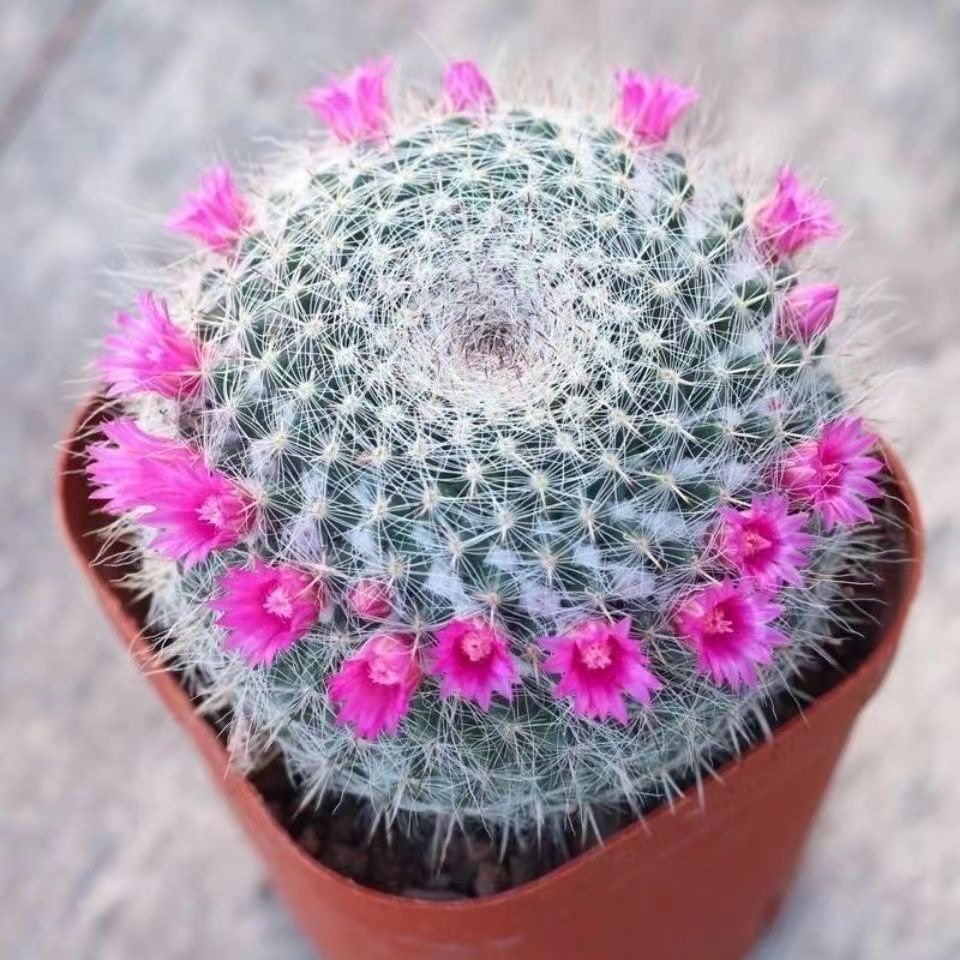 大玉翁仙人球开花室内盆栽办公桌电脑防绿植阳台小植物仙人掌多肉,淘宝优惠券,粉丝福利购,淘宝优惠卷