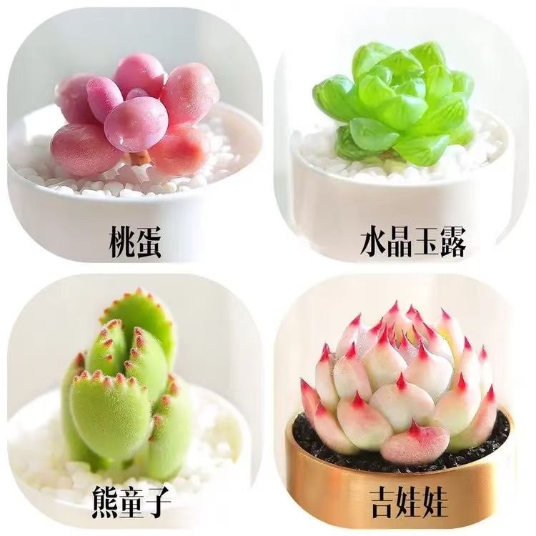 多肉植物精品高端贵货红粉彩色组合套餐下单就包邮办公室盆栽花卉,淘宝优惠券,粉丝福利购,淘宝优惠卷