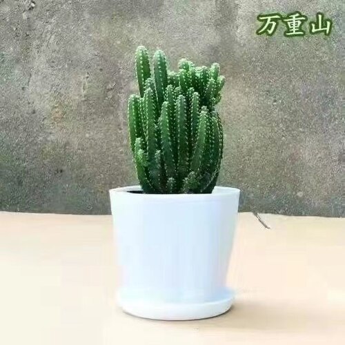 万重山招财山多肉植物仙人掌吸财树客厅绿植花卉室内办公室桌面 - 图2