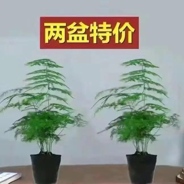 中古风文竹盆栽植物室内花卉四季常青盆景客厅办公室桌面绿植好养,淘宝优惠券,粉丝福利购,淘宝优惠卷
