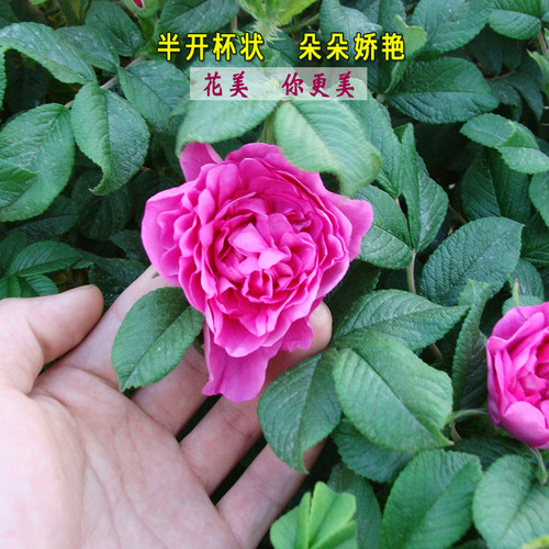头期平阴玫瑰花冠茶 玫瑰花茶 半开大花朵散装玫瑰花茶100g - 图0