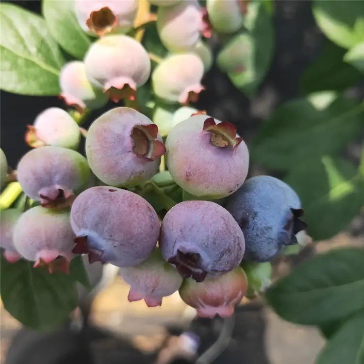 蓝莓大苗南北方可种植室内盆栽庭院阳台地栽耐寒,淘宝优惠券,粉丝福利购,淘宝优惠卷