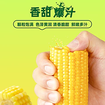 【十月稻田】水果玉米220g*8根[6元优惠券]-寻折猪