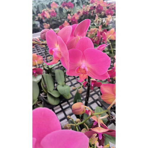 蝴蝶兰稀有品一物一拍 - 图1