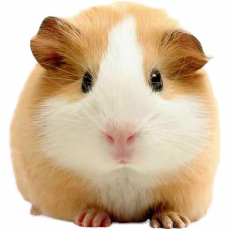 2斤大豚鼠活体宠物荷兰猪活物家养可食用老鼠兔包活到家烧烤黄焖,淘宝优惠券,粉丝福利购,淘宝优惠卷