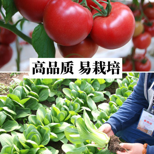 蔬菜种子四季生菜家庭阳台盆栽庭院易种植草莓番茄黄瓜辣椒香菜籽-图1