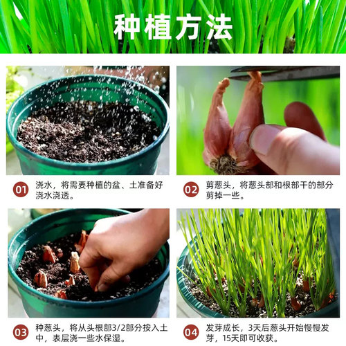 香葱头红葱头四川火葱种籽小香葱种头盆栽种苗本地葱头包邮葱种孑 - 图2