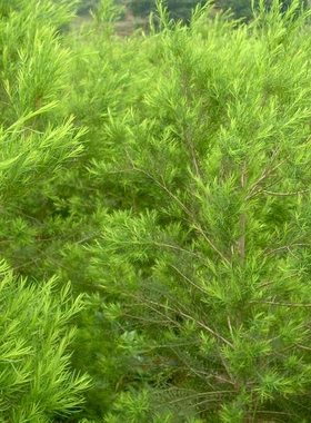 澳洲茶树树干浸泡油芳疗