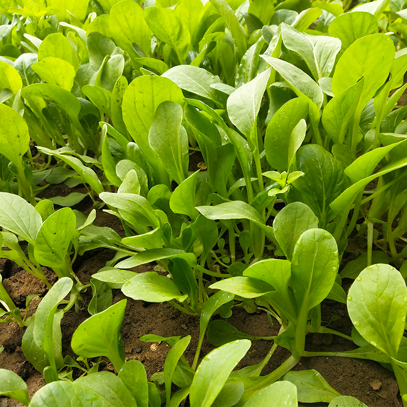 露天小油菜宝宝辅食小青菜叶菜密云农家种植新鲜蔬菜打蔬菜泥300g - 图1