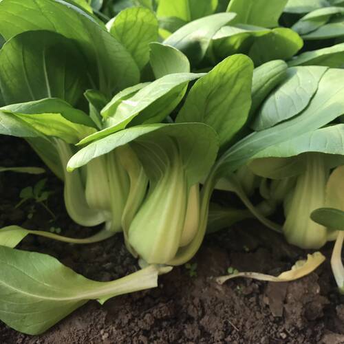 大油菜 鲜嫩油白菜新鲜蔬菜香菇油菜密云老农家种植现摘450克 - 图0