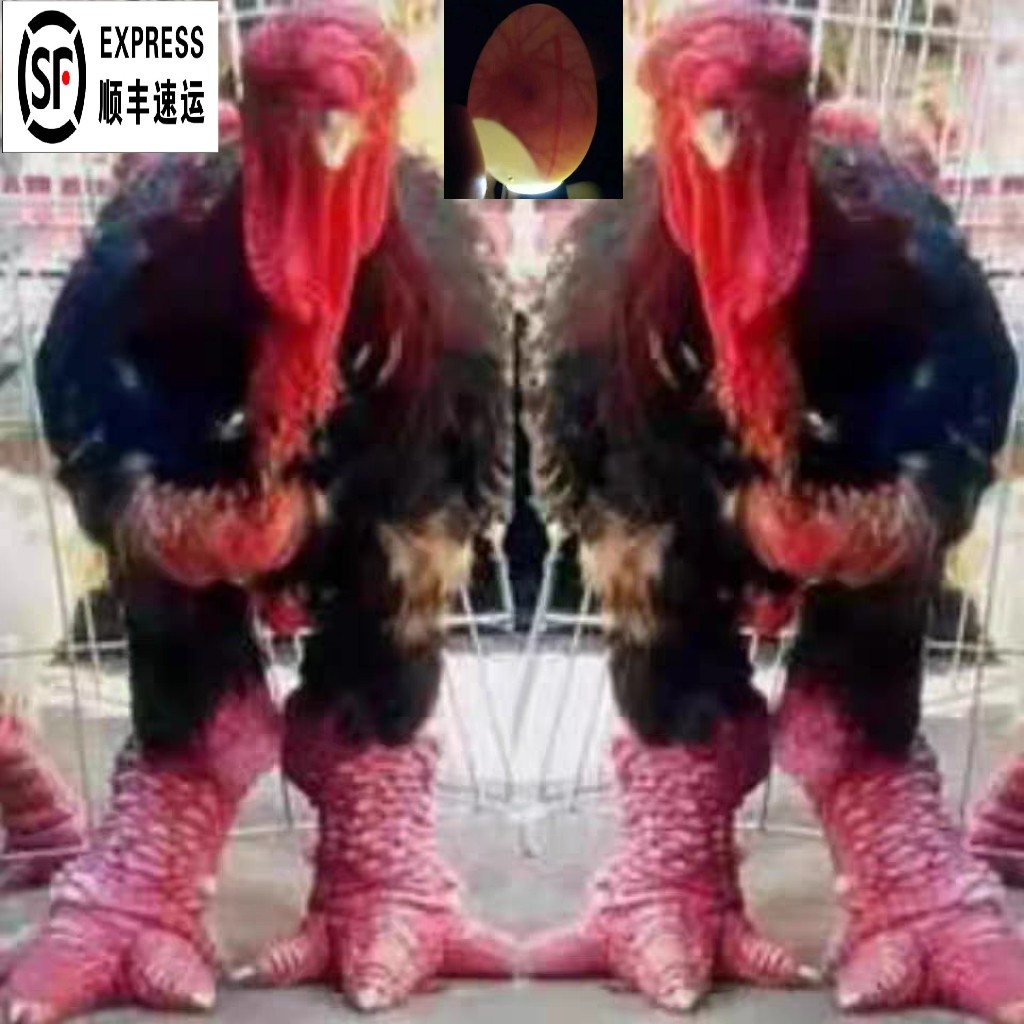 正宗越南东涛鸡种蛋粗腿鸡宠物大脚鸡蛋特别的鸡受精蛋顺丰包邮,淘宝优惠券,粉丝福利购,淘宝优惠卷