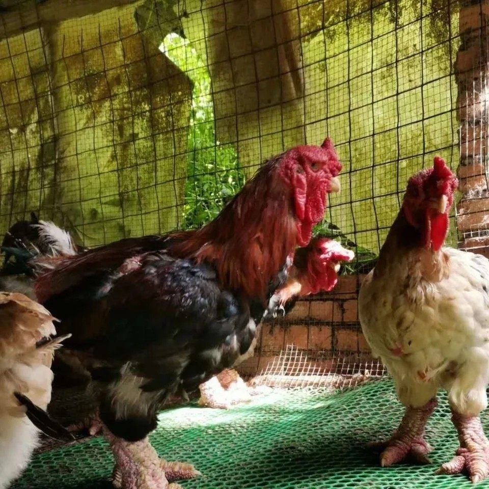 正宗越南东涛鸡种蛋粗腿鸡宠物大脚鸡蛋特别的鸡受精蛋顺丰包邮,淘宝优惠券,粉丝福利购,淘宝优惠卷