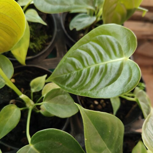 包邮火鹤王花烛Anthurium veitchii大叶片室内绿植观赏热植火鹤后 - 图2