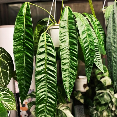 包邮 贝克力领带花烛室内绿植观赏植物办公室盆栽耐阴阳台花卉 - 图2