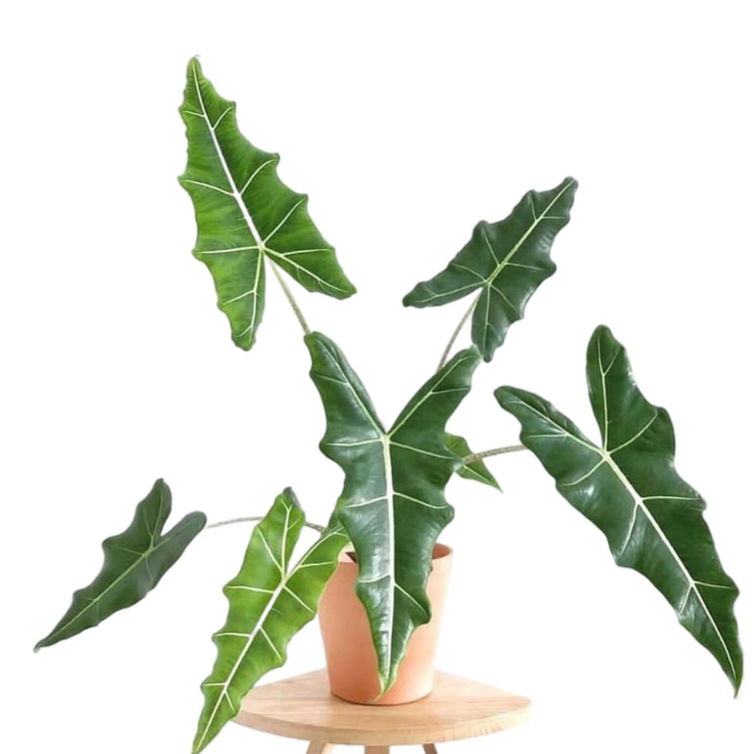 萨利安海芋斑马天鹅绒粉龙箭叶牛奶芋米奇幻视象耳芋沃森大型海芋,淘宝优惠券,粉丝福利购,淘宝优惠卷