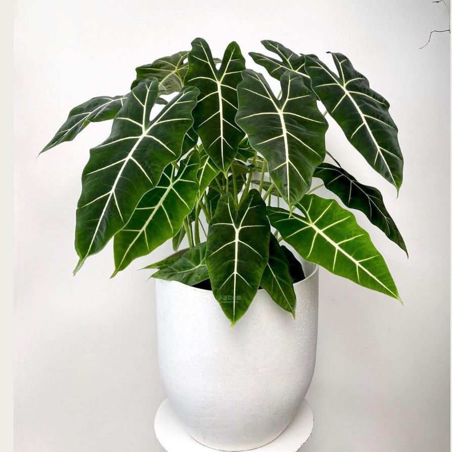 绿天鹅海芋天鹅绒竹芋稀有锦化进口室内阳台庭院热植入门绿植盆栽,淘宝优惠券,粉丝福利购,淘宝优惠卷