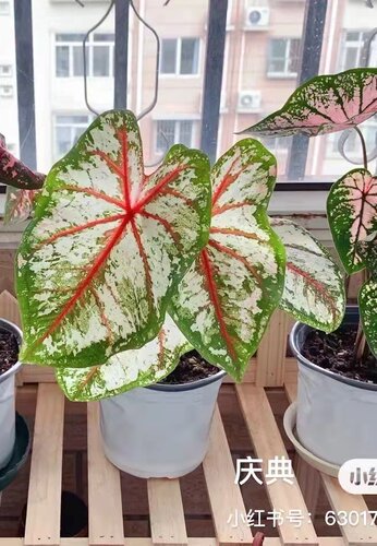 彩叶芋粉色飞溅海王安妮巴黎舞鞋白色恋甜心幻想曲马菲特植物盆栽 - 图1