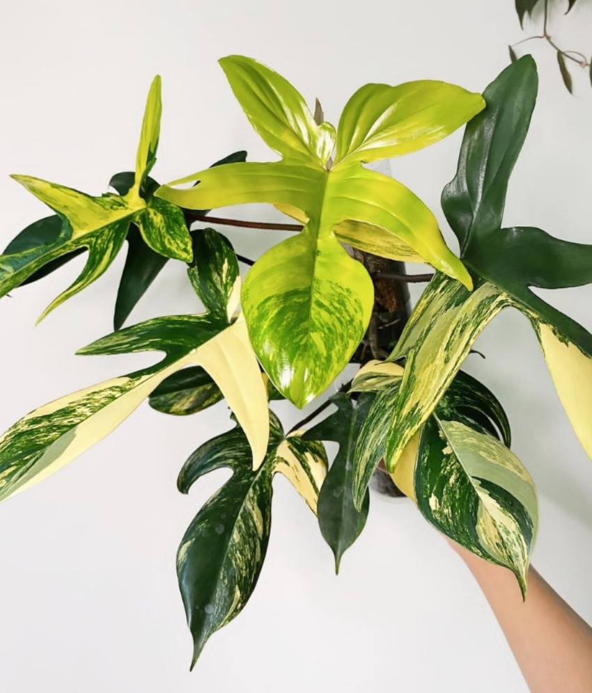 佛罗里达美人锦飞机蔓绿绒锦化室内Philodendron Florida Beauty-图1