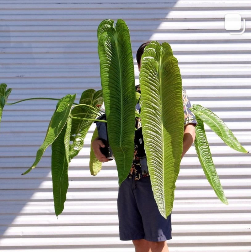 极密火鹤王火鹤后花烛飞机Anthurium veitchii进口花烛观叶热植-图0