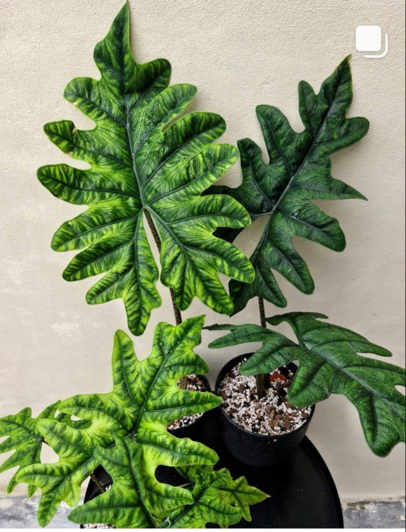 杰克琳海芋杰克林 Alocasia Jacklin观叶原种进口热植,淘宝优惠券,粉丝福利购,淘宝优惠卷