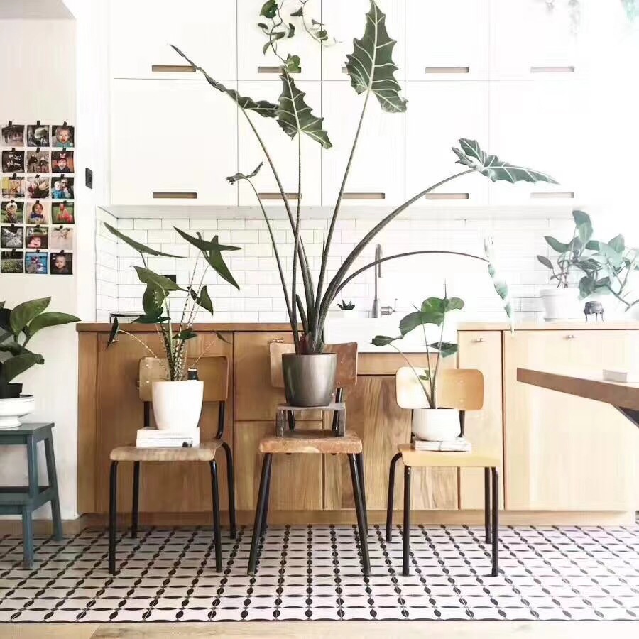 萨利安海芋斑马天鹅绒粉龙箭叶牛奶芋米奇幻视象耳芋沃森大型海芋,淘宝优惠券,粉丝福利购,淘宝优惠卷