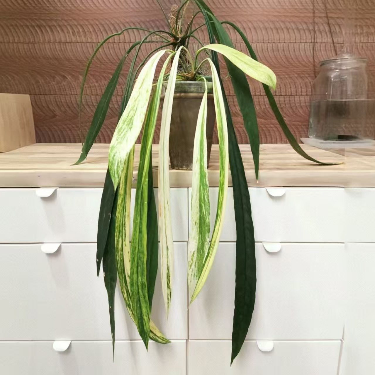 维塔领带锦花烛锦化白贝克力领带银脉丝绸蔓绿绒室内垂吊悬挂盆栽,淘宝优惠券,粉丝福利购,淘宝优惠卷