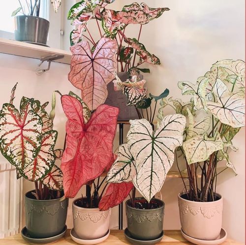 彩叶芋五彩芋白色恋人粉色飞溅粉色和声海王绿植盆栽进口泰国美人 - 图0