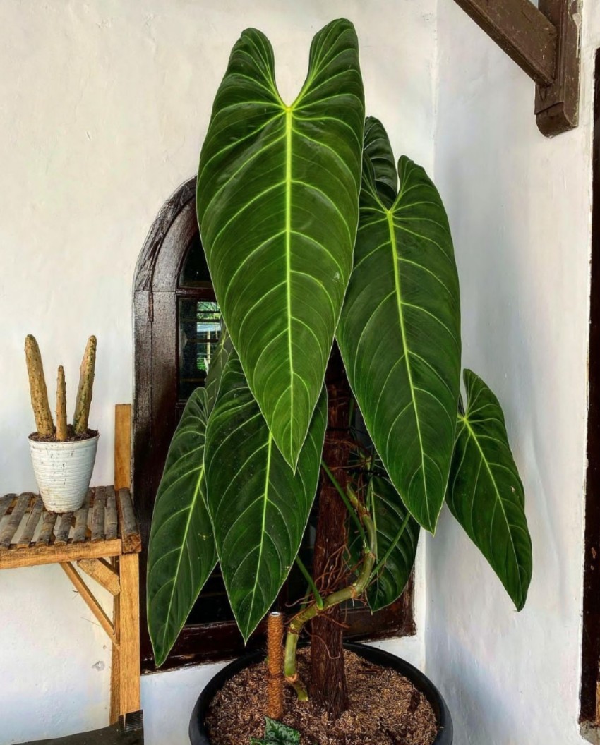 黑金蔓绿绒爬藤绿植绒面植物盆栽室内philodendron melanochrysum-图1