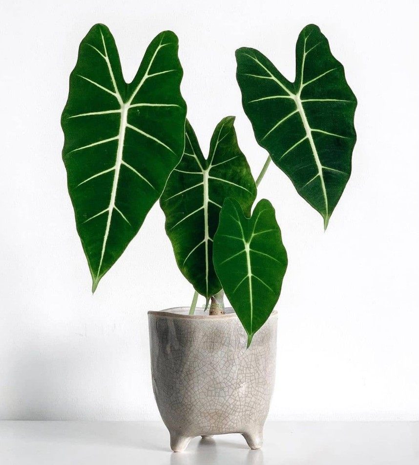 绿天鹅海芋天鹅绒竹芋稀有锦化进口室内阳台庭院热植入门绿植盆栽,淘宝优惠券,粉丝福利购,淘宝优惠卷