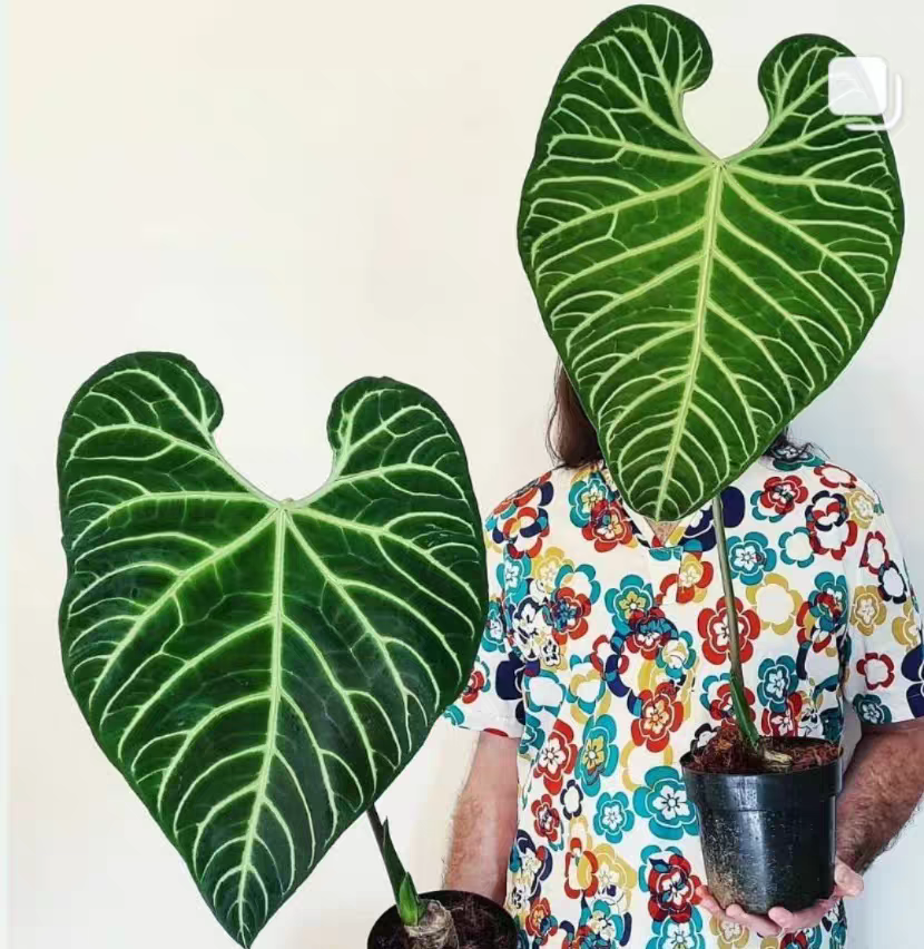 帝王花烛大叶片室内热带观叶绿植热植天南星科植物,淘宝优惠券,粉丝福利购,淘宝优惠卷