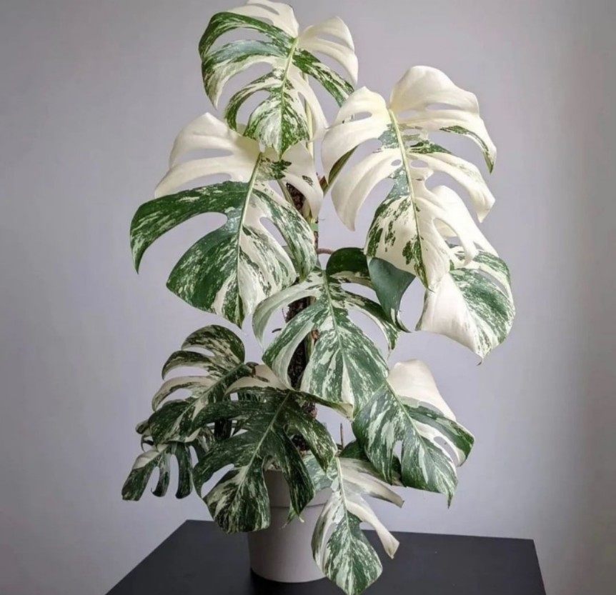 荷兰日本进口白锦化雪花阴阳叶洒金龟背竹室内网红热植白锦龟背竹,淘宝优惠券,粉丝福利购,淘宝优惠卷