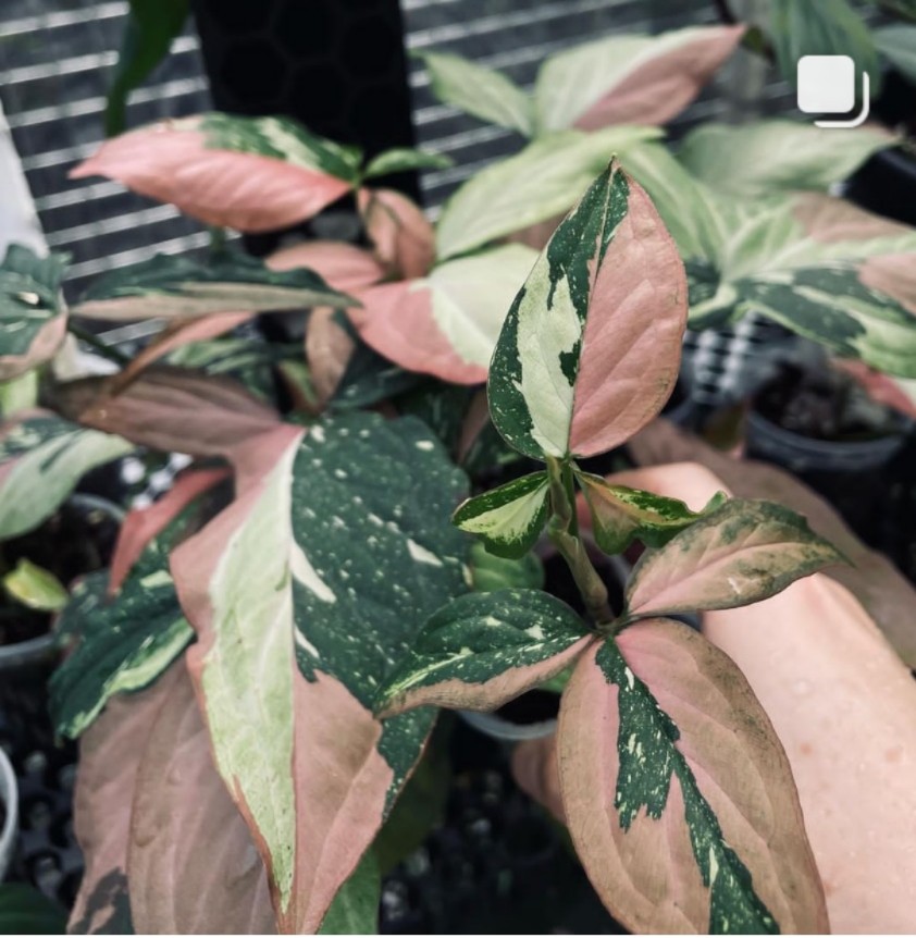 新品三色锦合果芋ins网红绿植盆栽Syngonium Redspot Tricolor - 图1