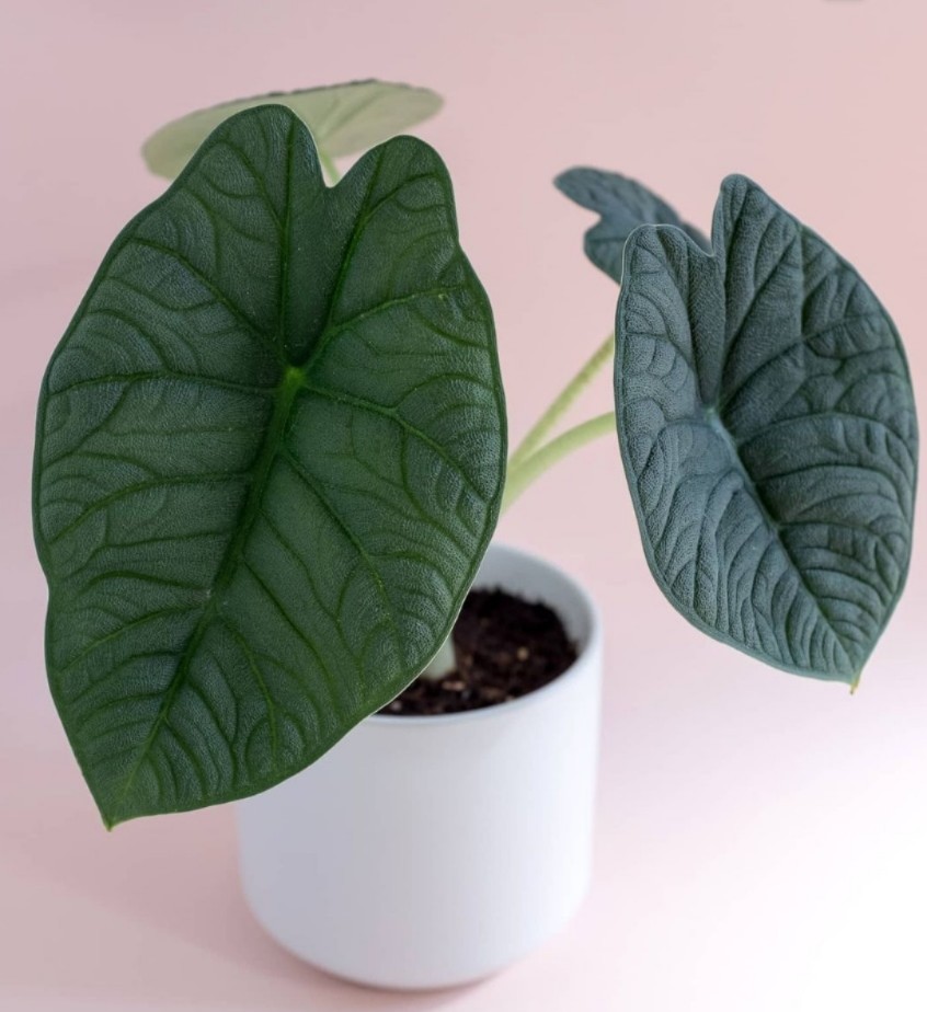 哈密瓜海芋alocasia melo萨利安室内窗台阳台观叶热带植物盆栽-图2