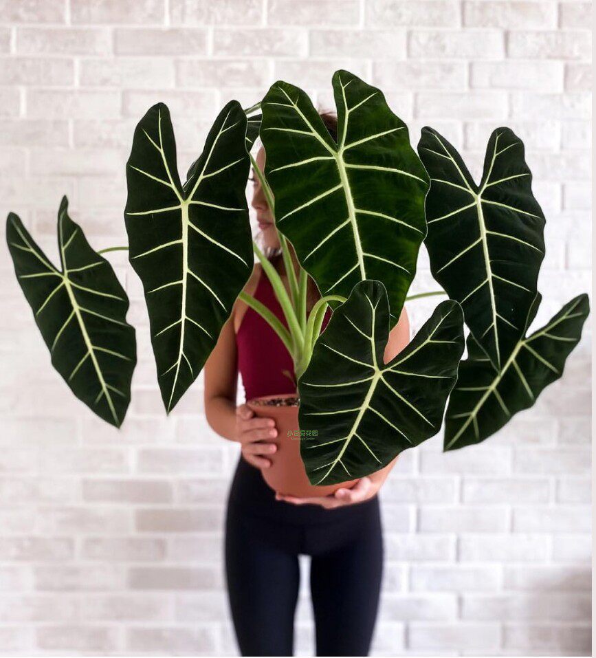 绿天鹅海芋天鹅绒竹芋稀有锦化进口室内阳台庭院热植入门绿植盆栽,淘宝优惠券,粉丝福利购,淘宝优惠卷