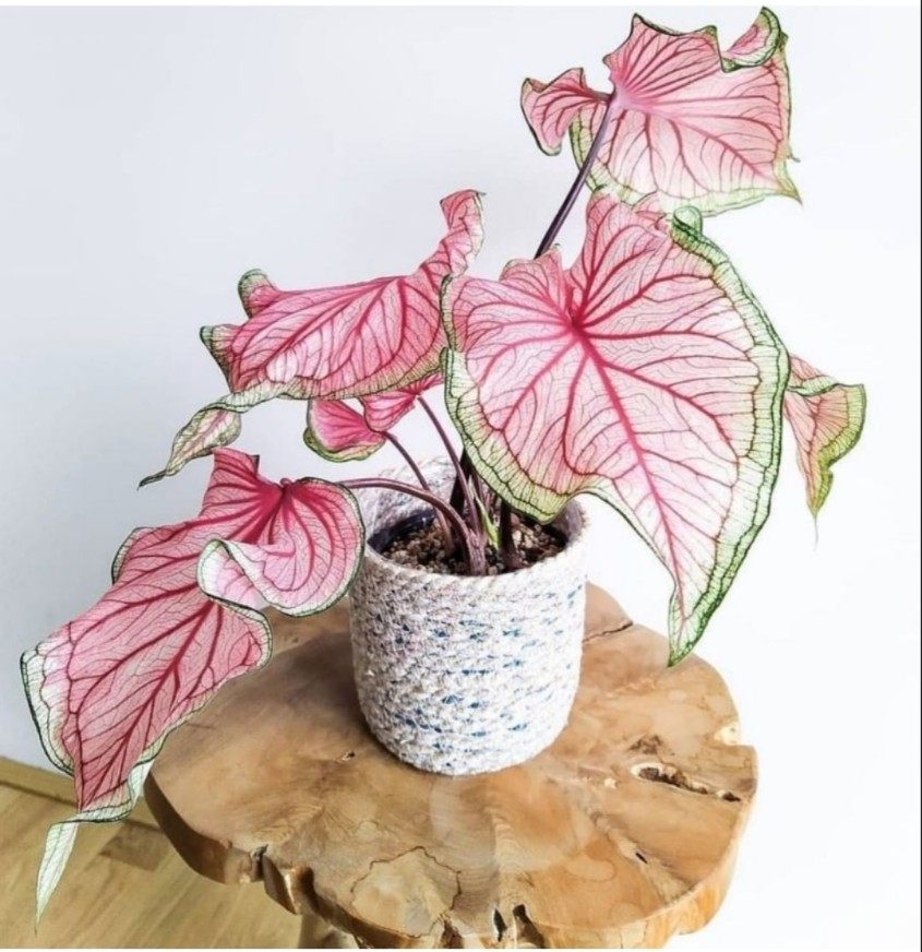 佛罗里达甜心思乐彩叶芋海王莫妮卡花镜阳台室外庭院五彩芋植物,淘宝优惠券,粉丝福利购,淘宝优惠卷