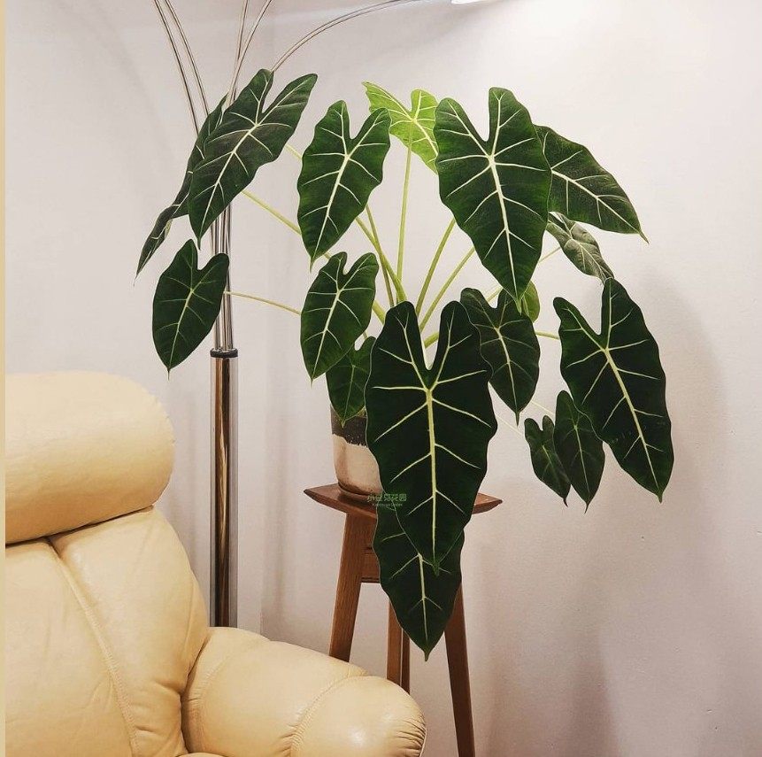 绿天鹅海芋天鹅绒竹芋稀有锦化进口室内阳台庭院热植入门绿植盆栽,淘宝优惠券,粉丝福利购,淘宝优惠卷