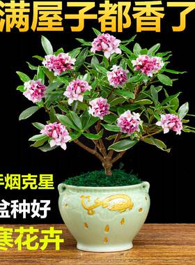 金边瑞香田园室内阳台绿植盆栽就