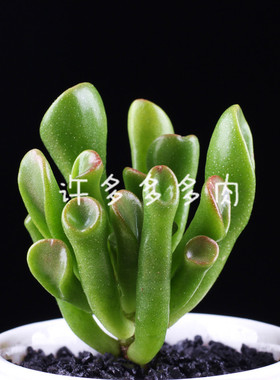 好花椿多肉植物吸财树火星人女王