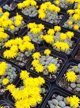 口笛番杏科群生多头萌肉肉