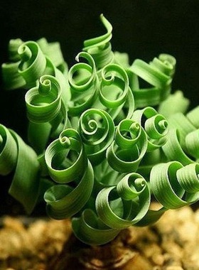 弹簧草宽叶多肉植物盆栽